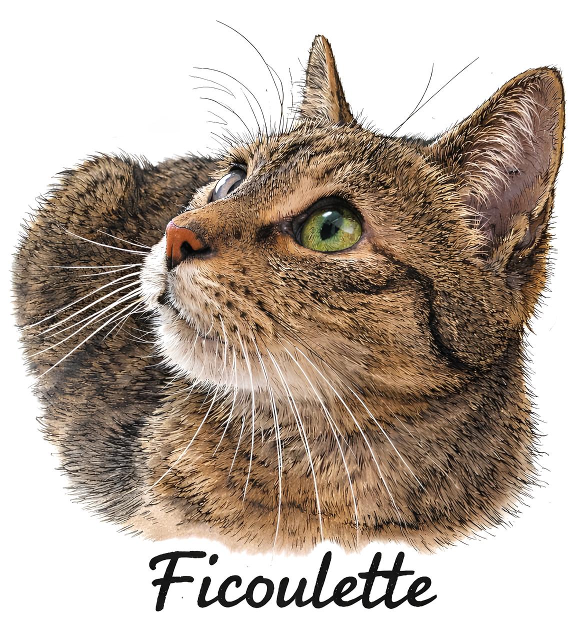 Ficoulette News !